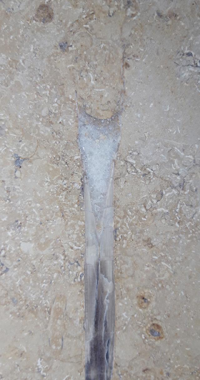 Hibolithes sp. (MONTFORT 1808) - Bild &copy; FossNet FossilienStore